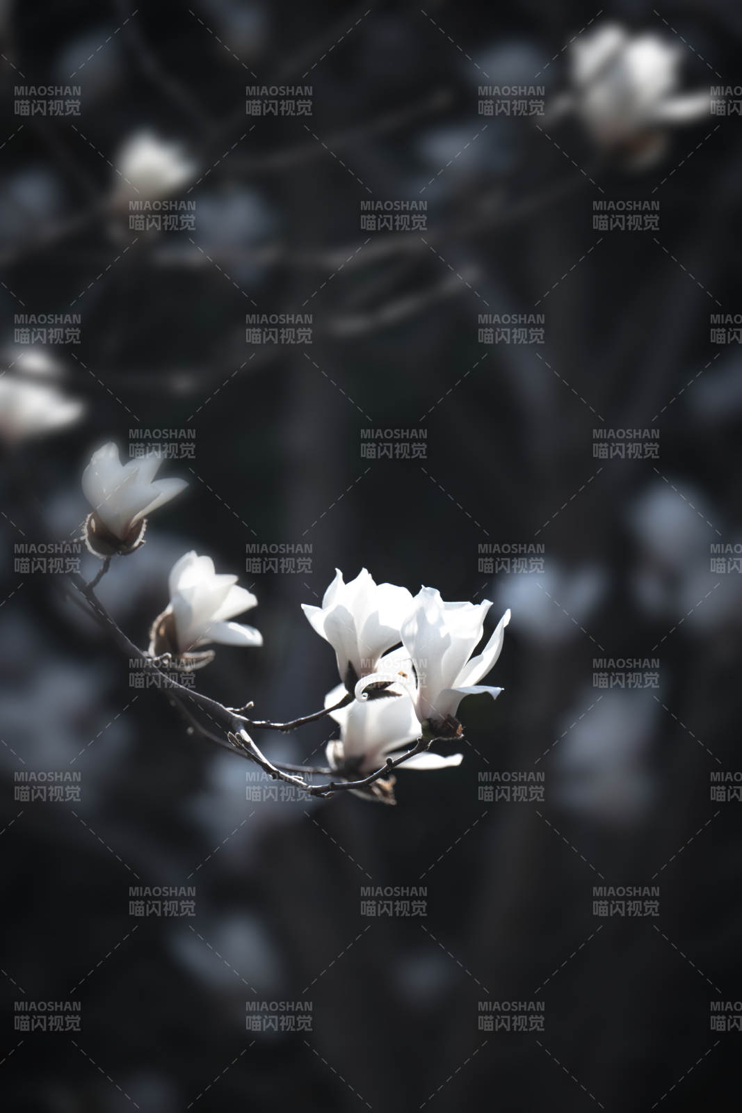 玉兰绽放枝头图片