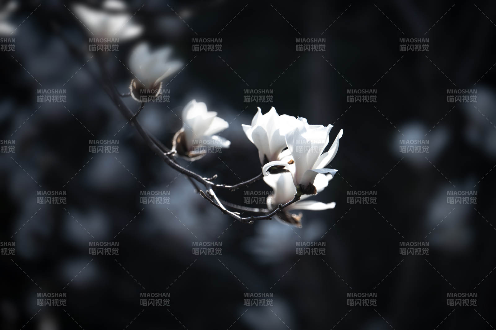 玉兰绽放夜色中图片