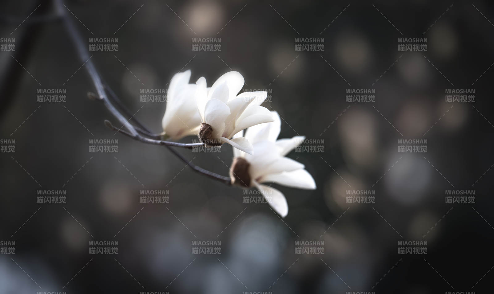 玉兰绽放枝头图片