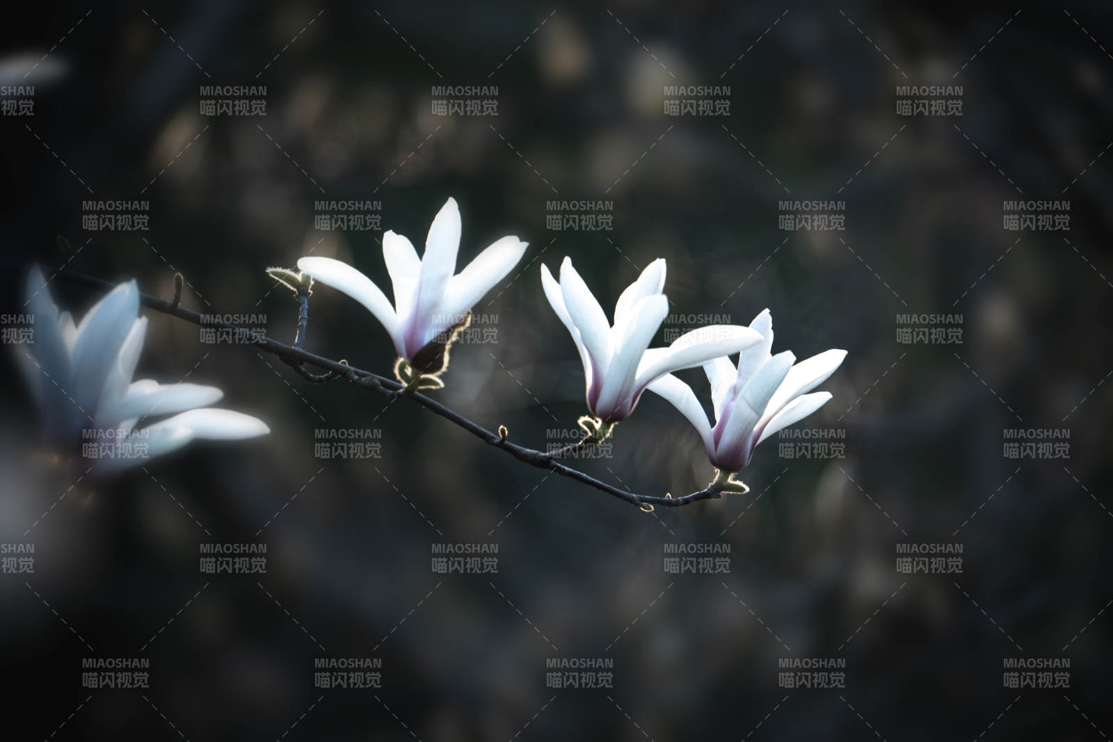 玉兰绽放枝头图片