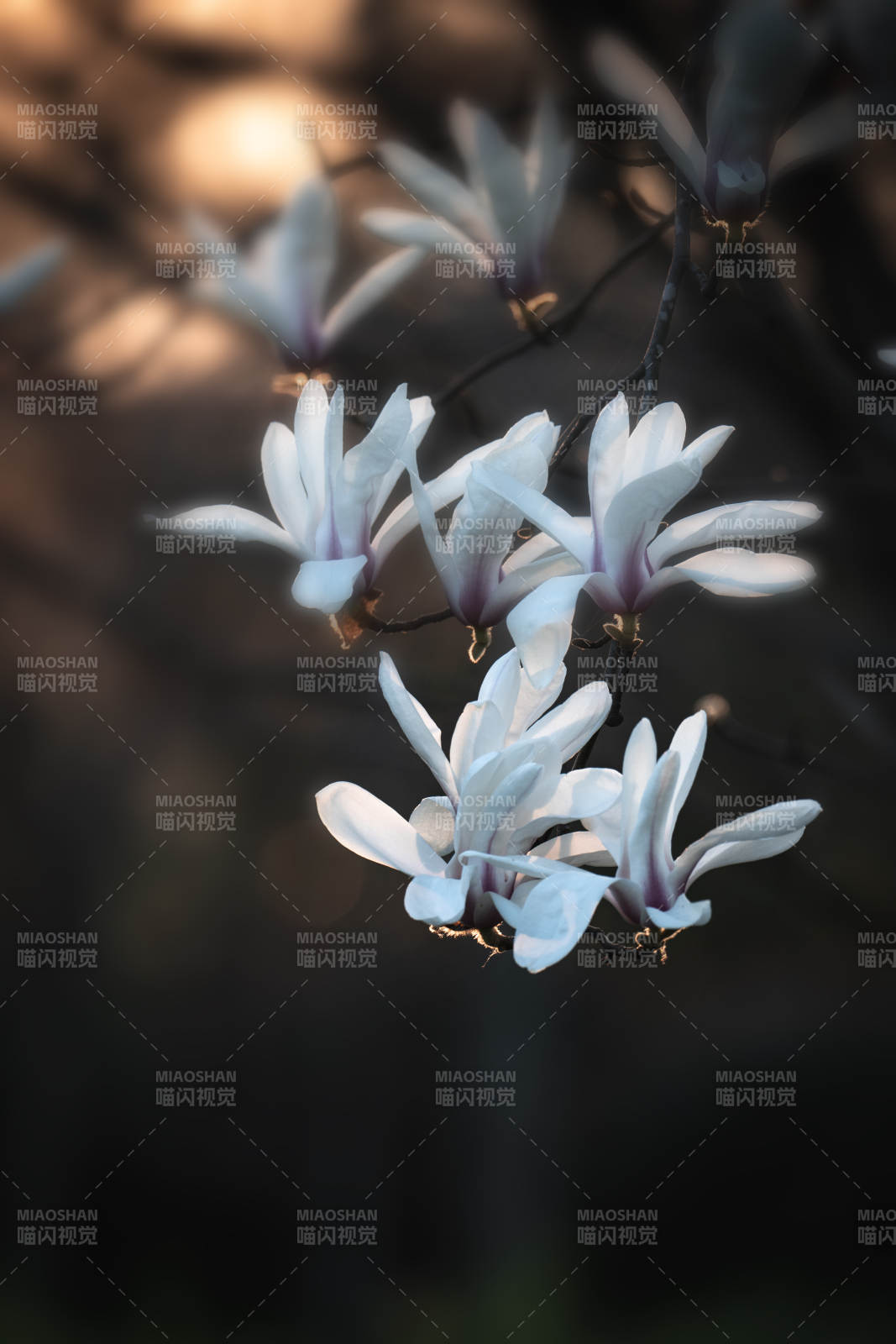 玉兰绽放 春意盎然图片