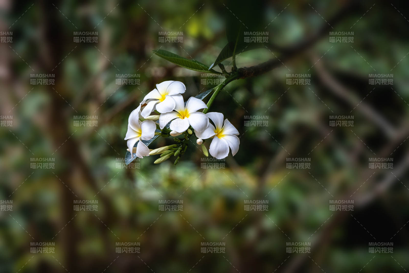 白花绽放枝头图片