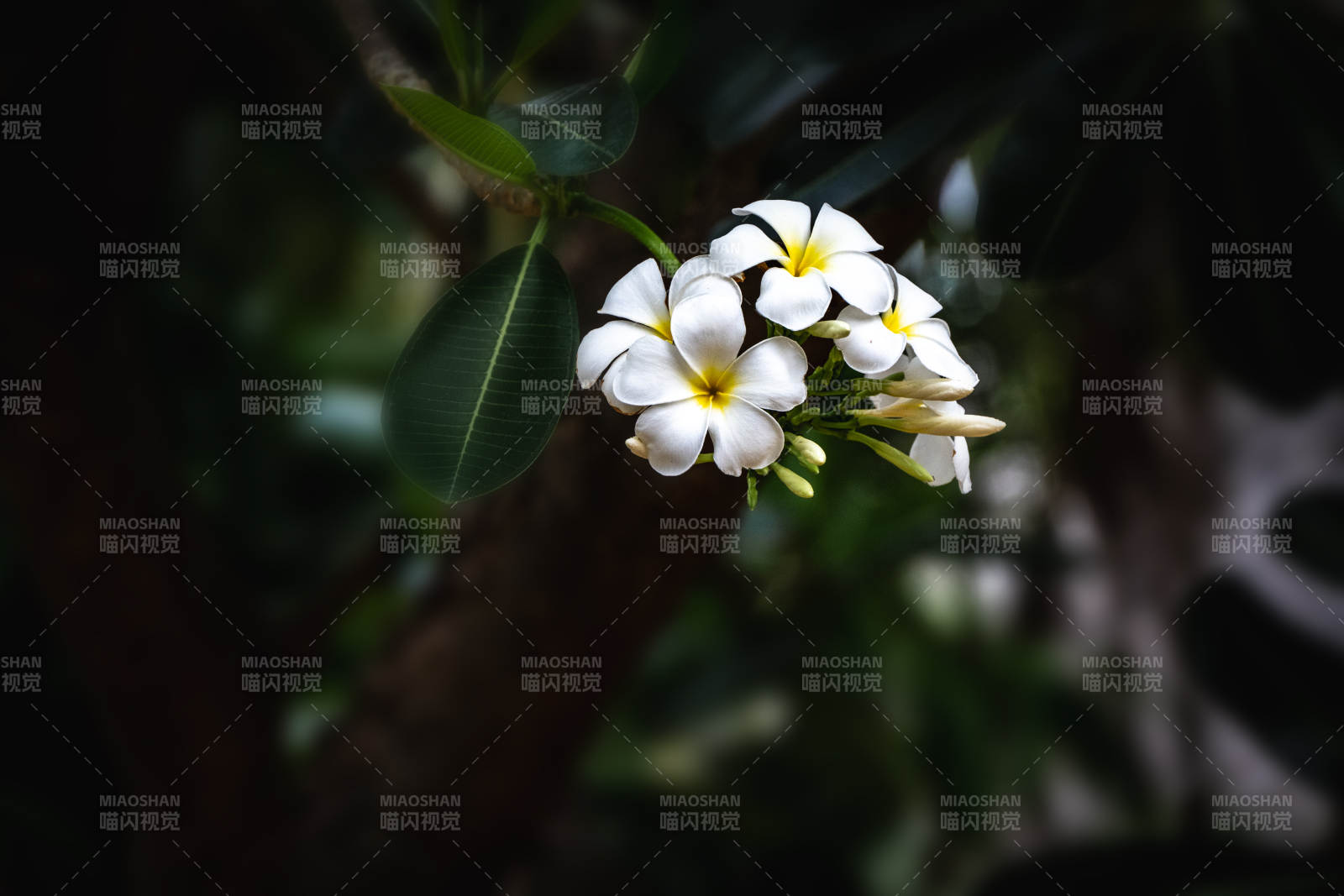 白花绽放枝头图片