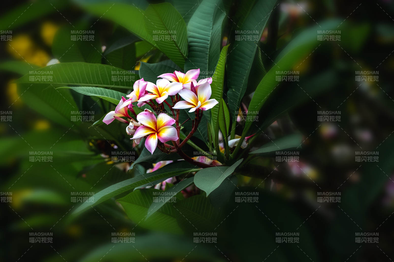 热带花丛中的美丽花朵图片