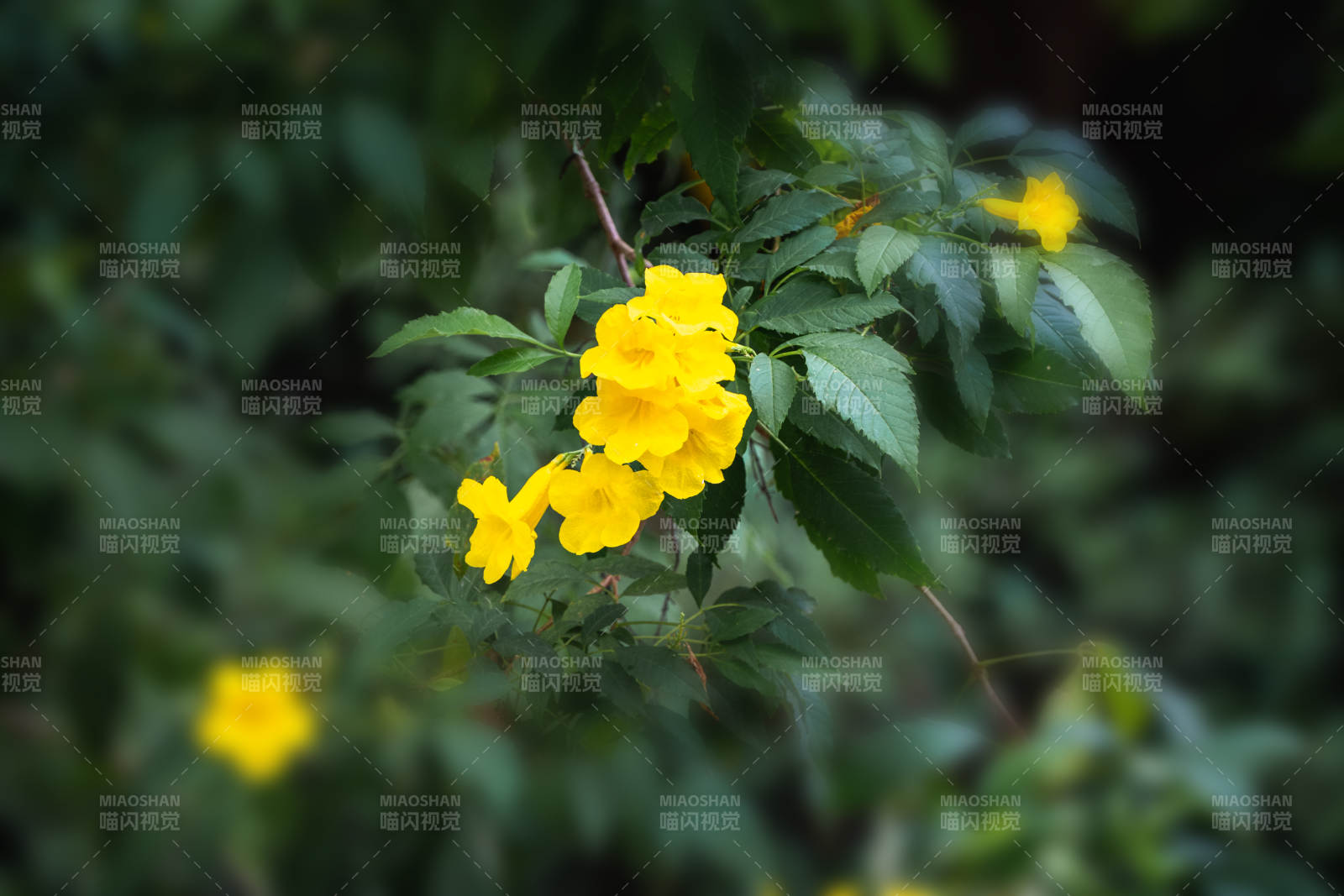 黄花绿叶相映成趣图片