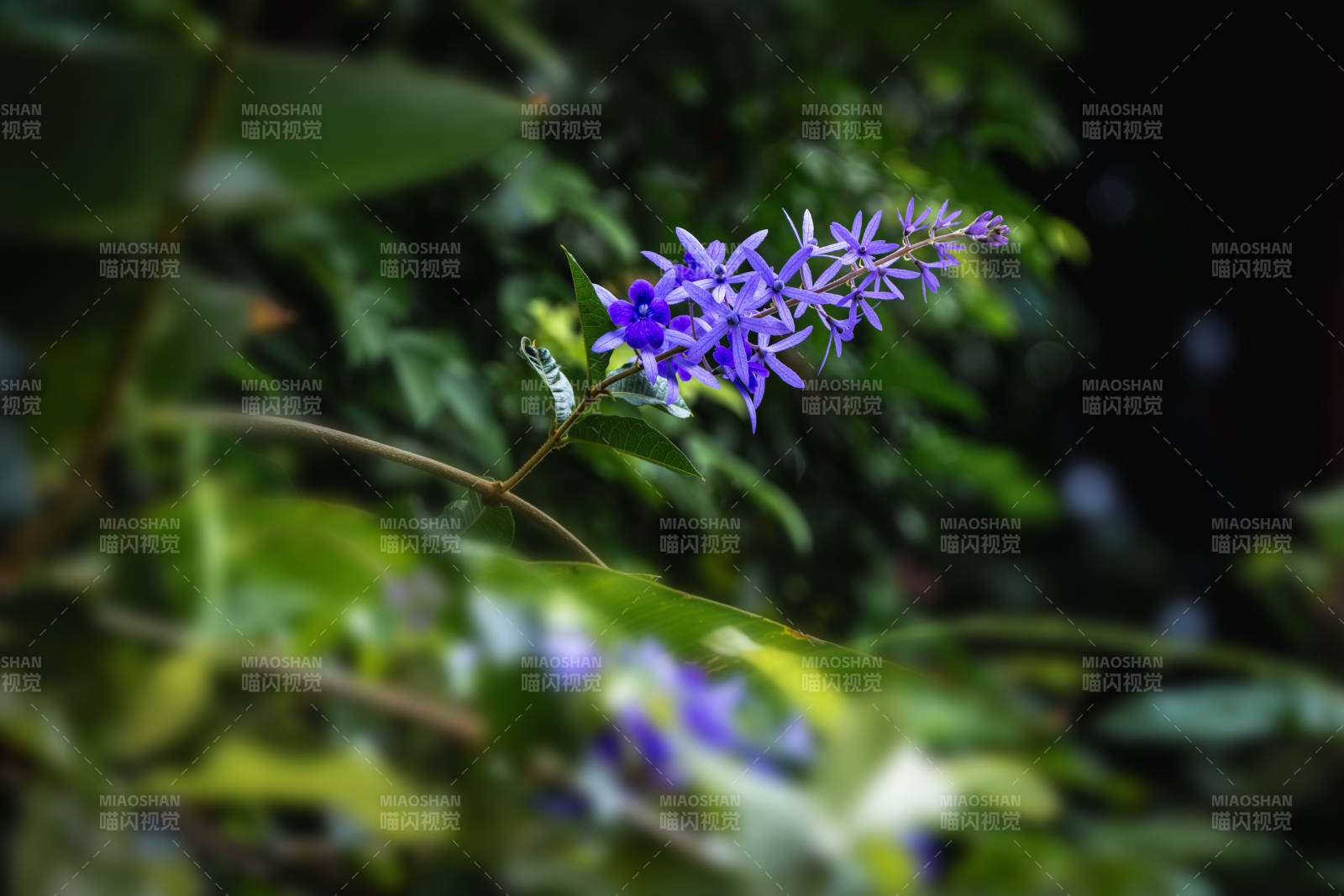 紫花绽放绿意中图片