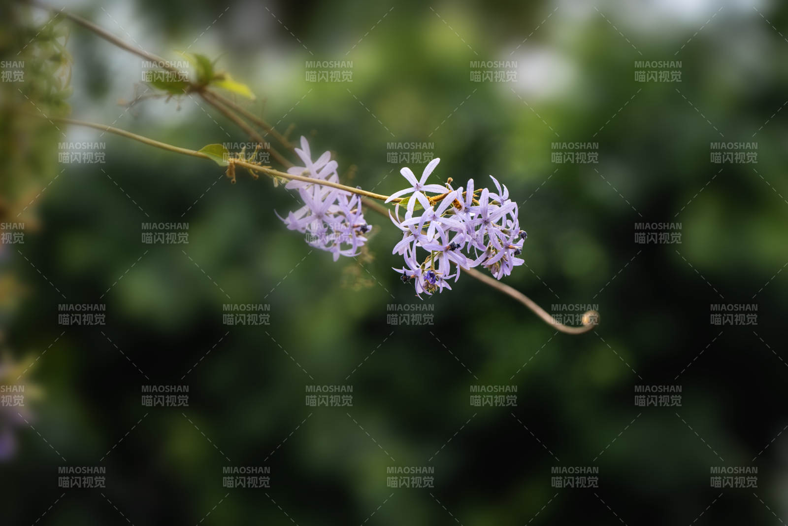 紫花藤蔓轻舞图片