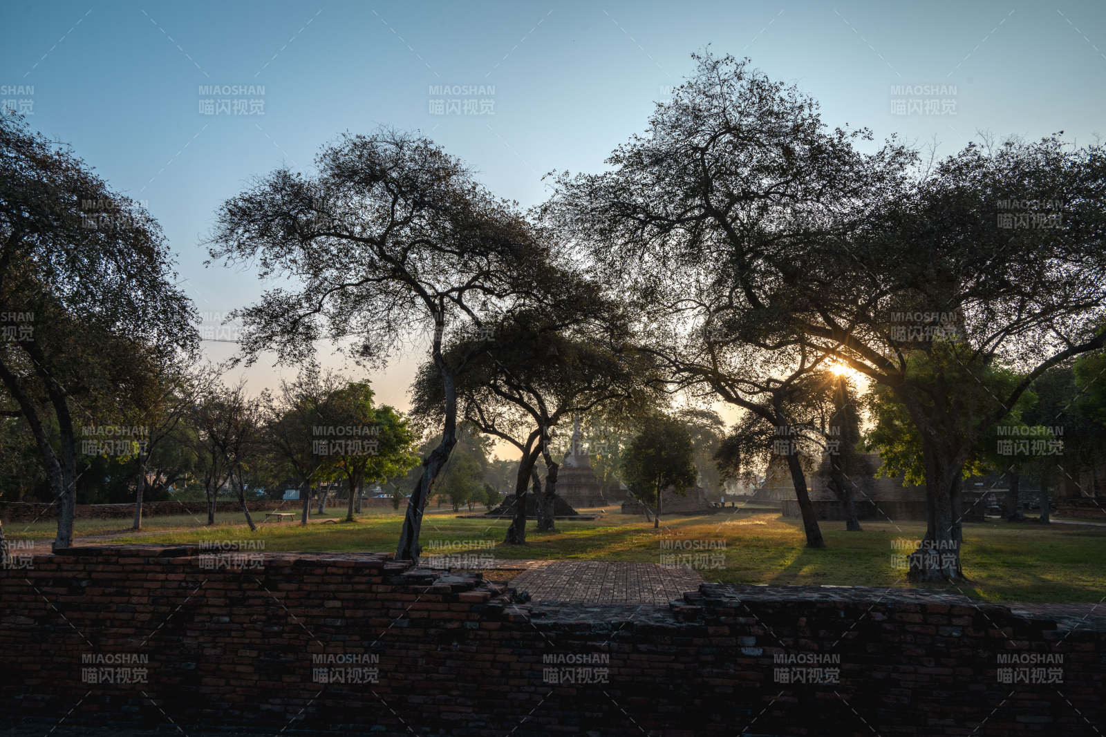 夕阳下的公园树影图片