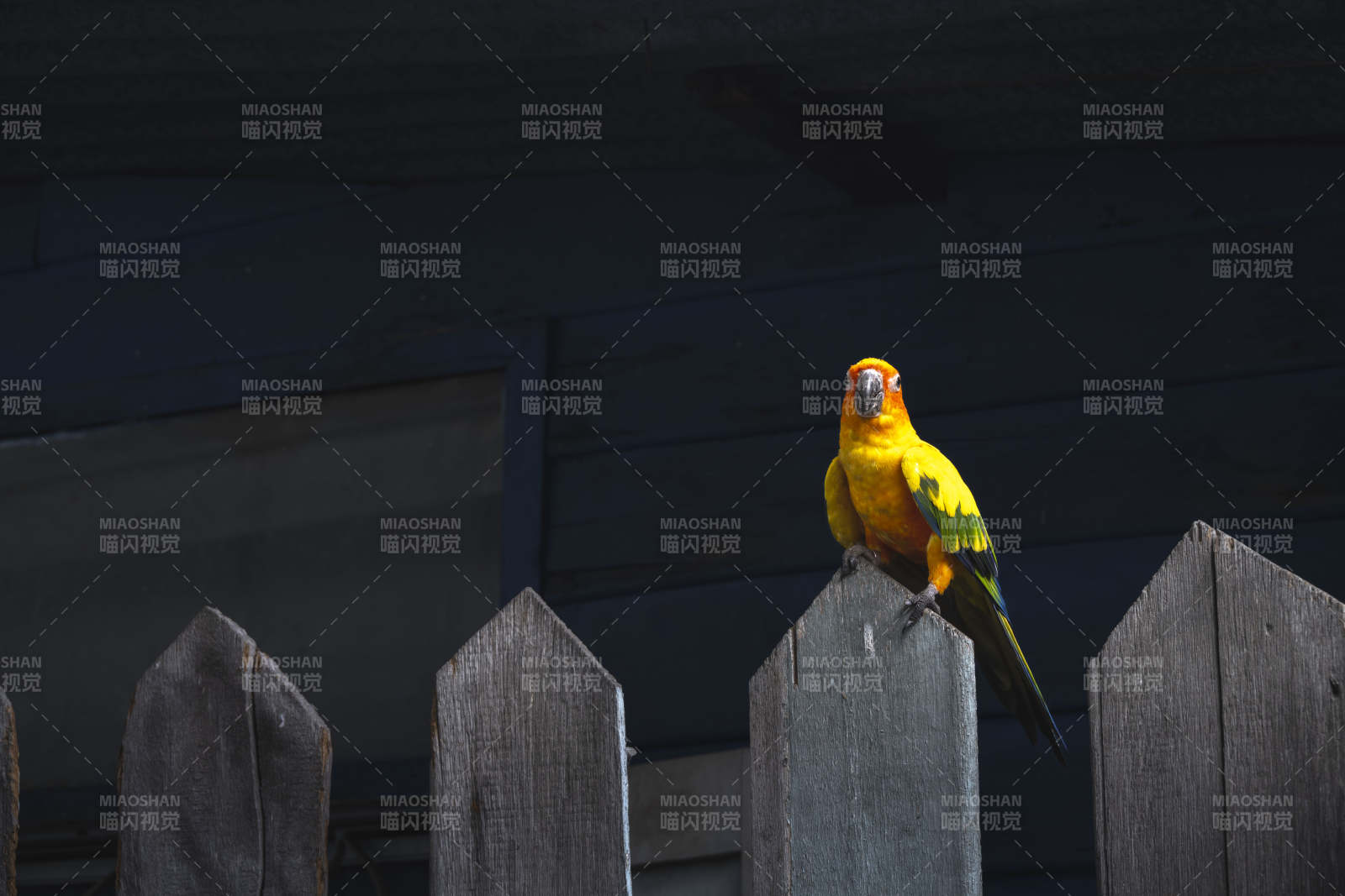 黄鹦鹉栖木栏图片