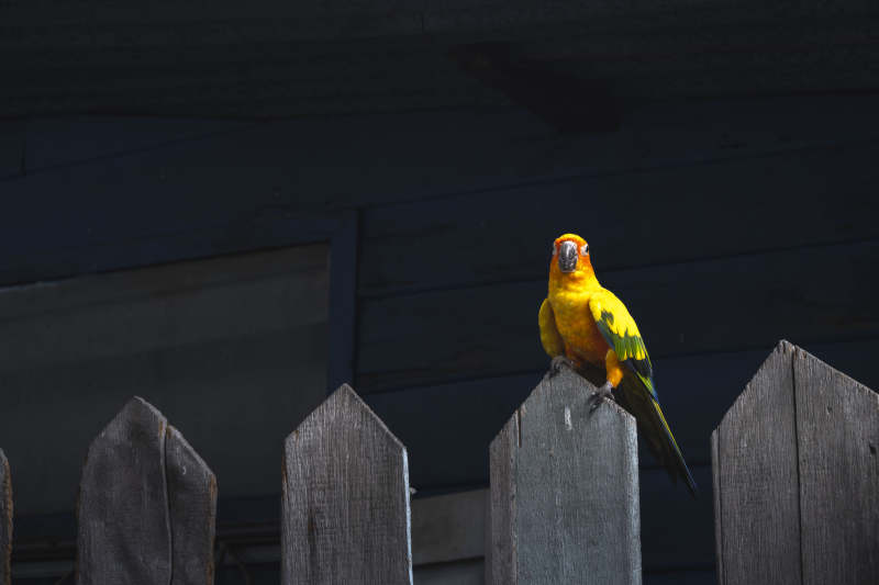 黄鹦鹉栖木栏图片