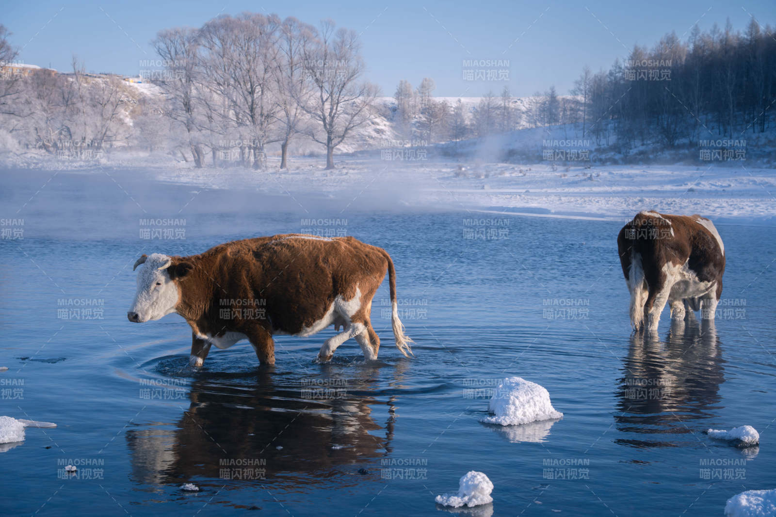 冬日湖中牛影图片