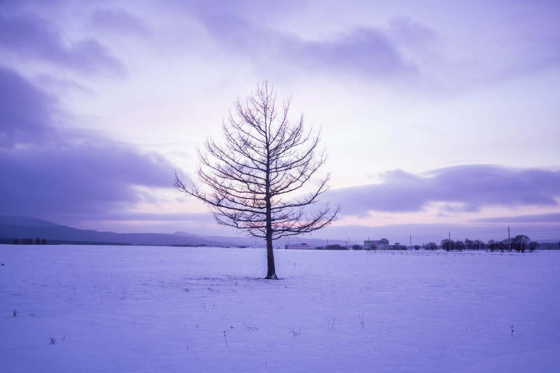 雪原孤树图片