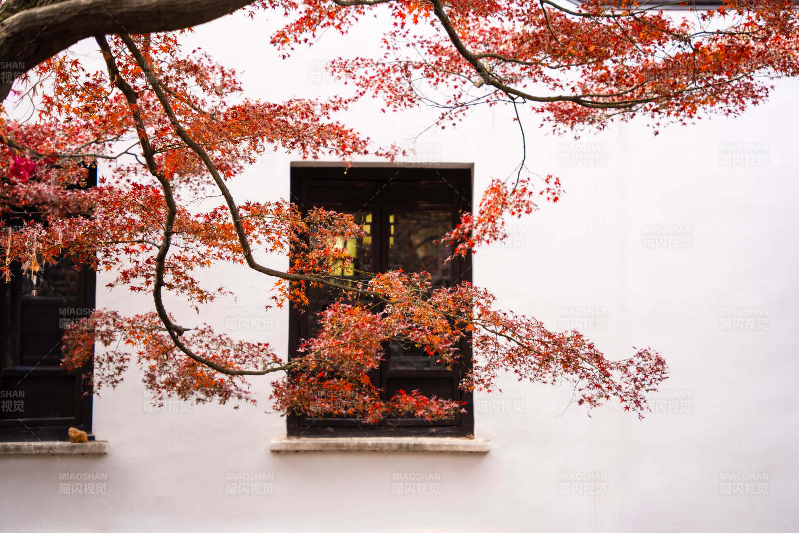 秋叶映窗图片