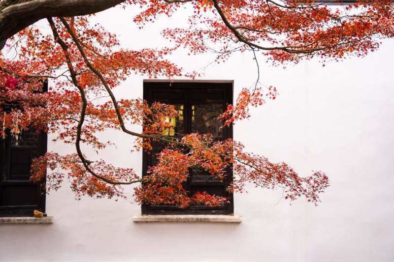 秋叶映窗图片