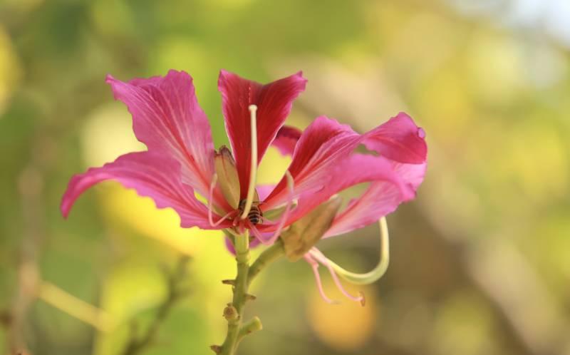 粉红花朵绽放图片