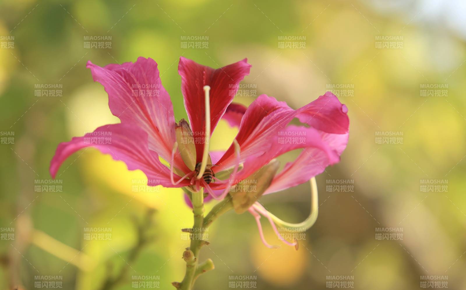 粉红花朵绽放图片