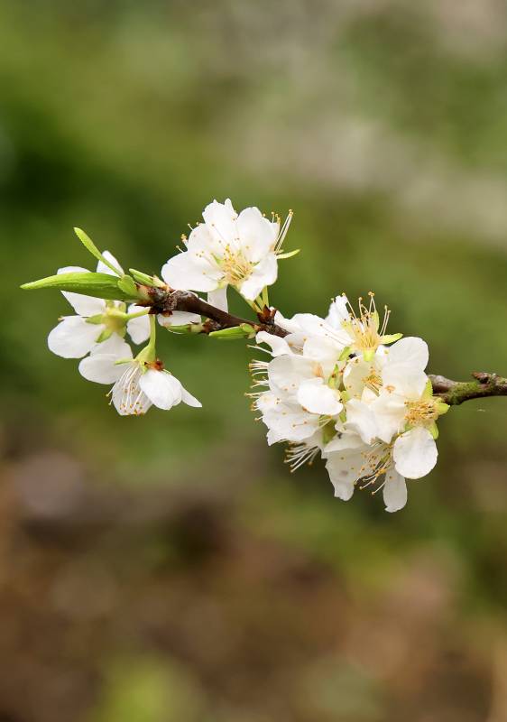 春日花枝绽放图片