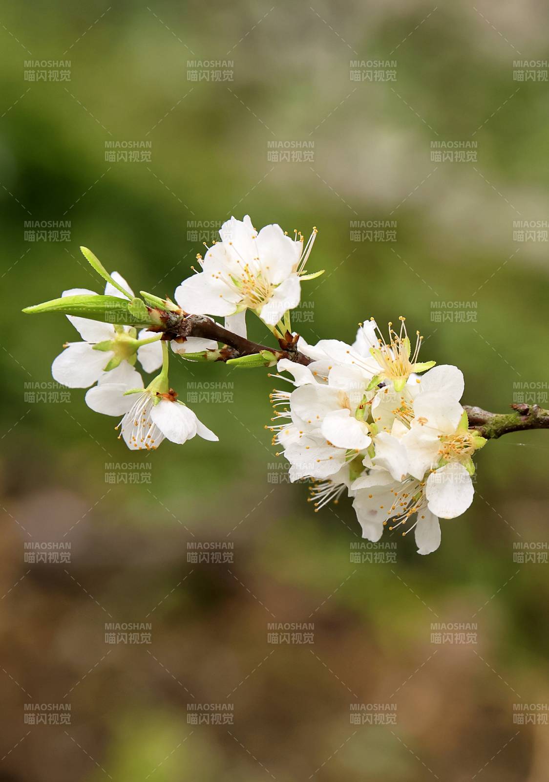 春日花枝绽放图片