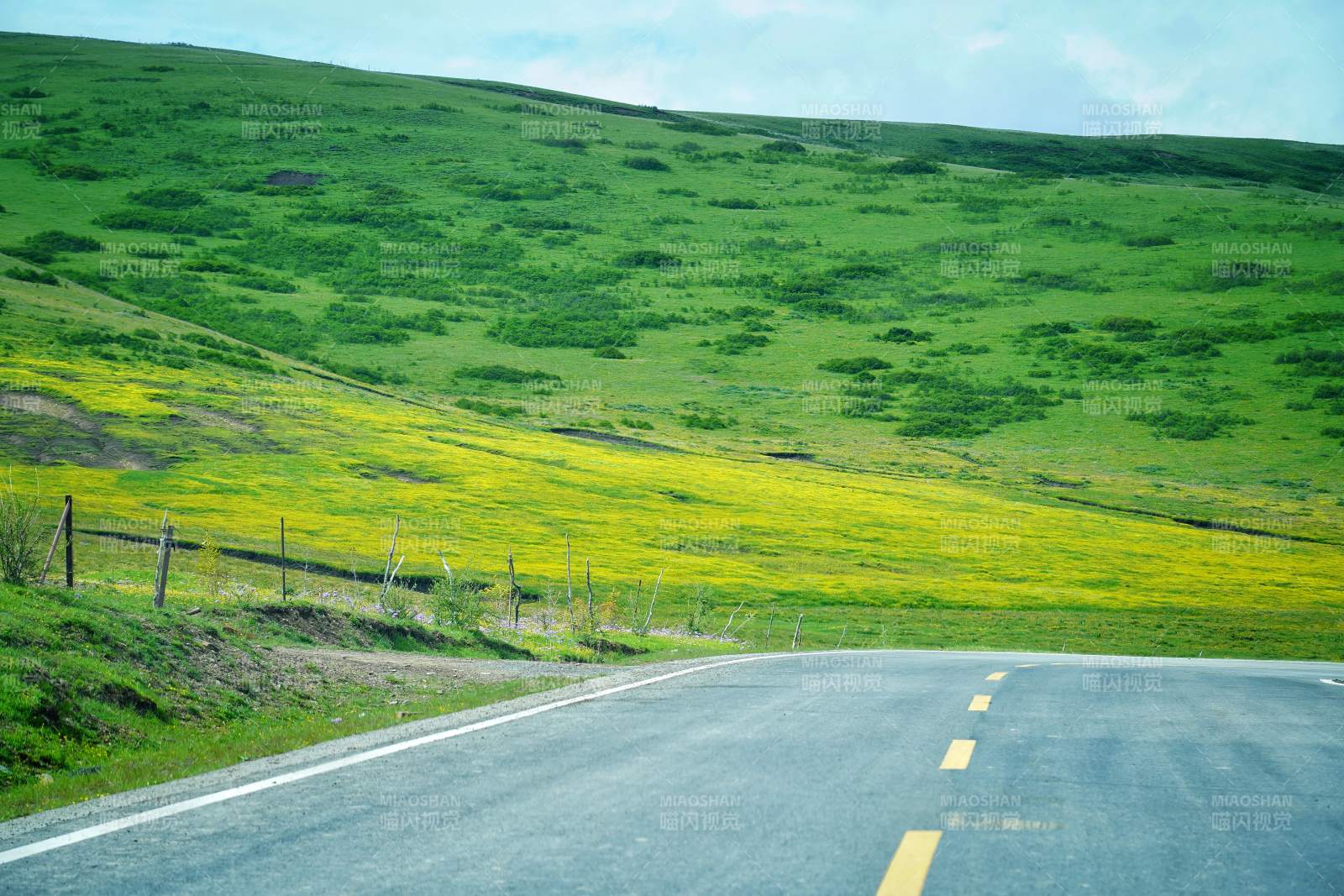 川西绿野黄花路图片