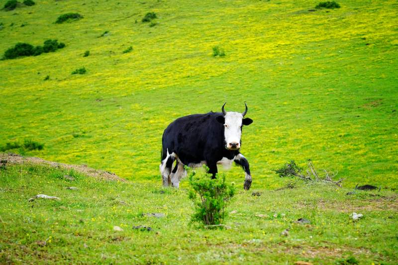 绿野上的黑白牛图片