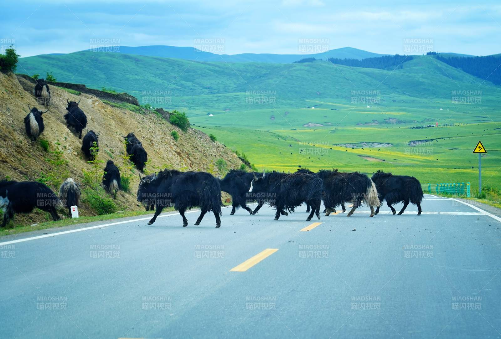 川西牛群过马路图片