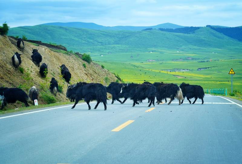 川西牛群过马路图片