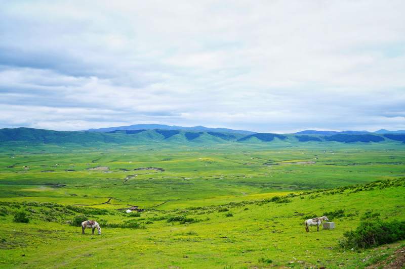 川西草原上的马群图片