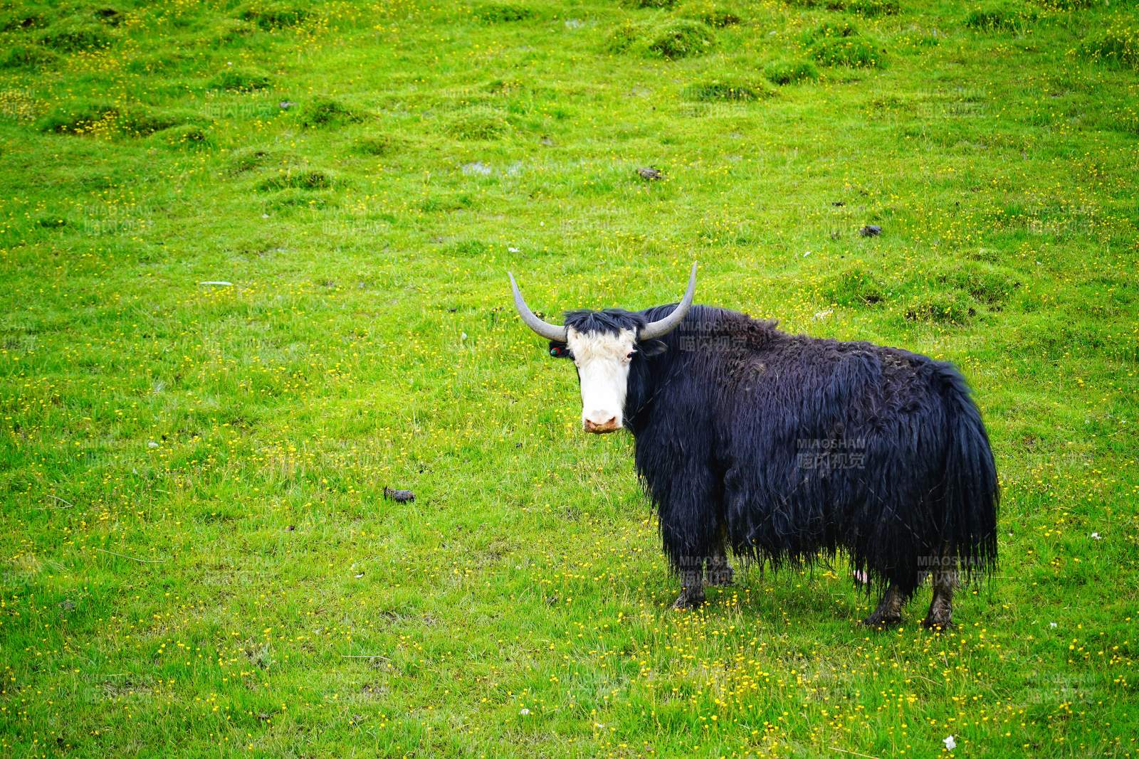 川西牦牛草原静立图片