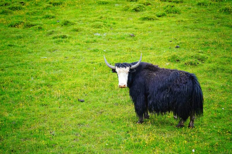 川西牦牛草原静立图片