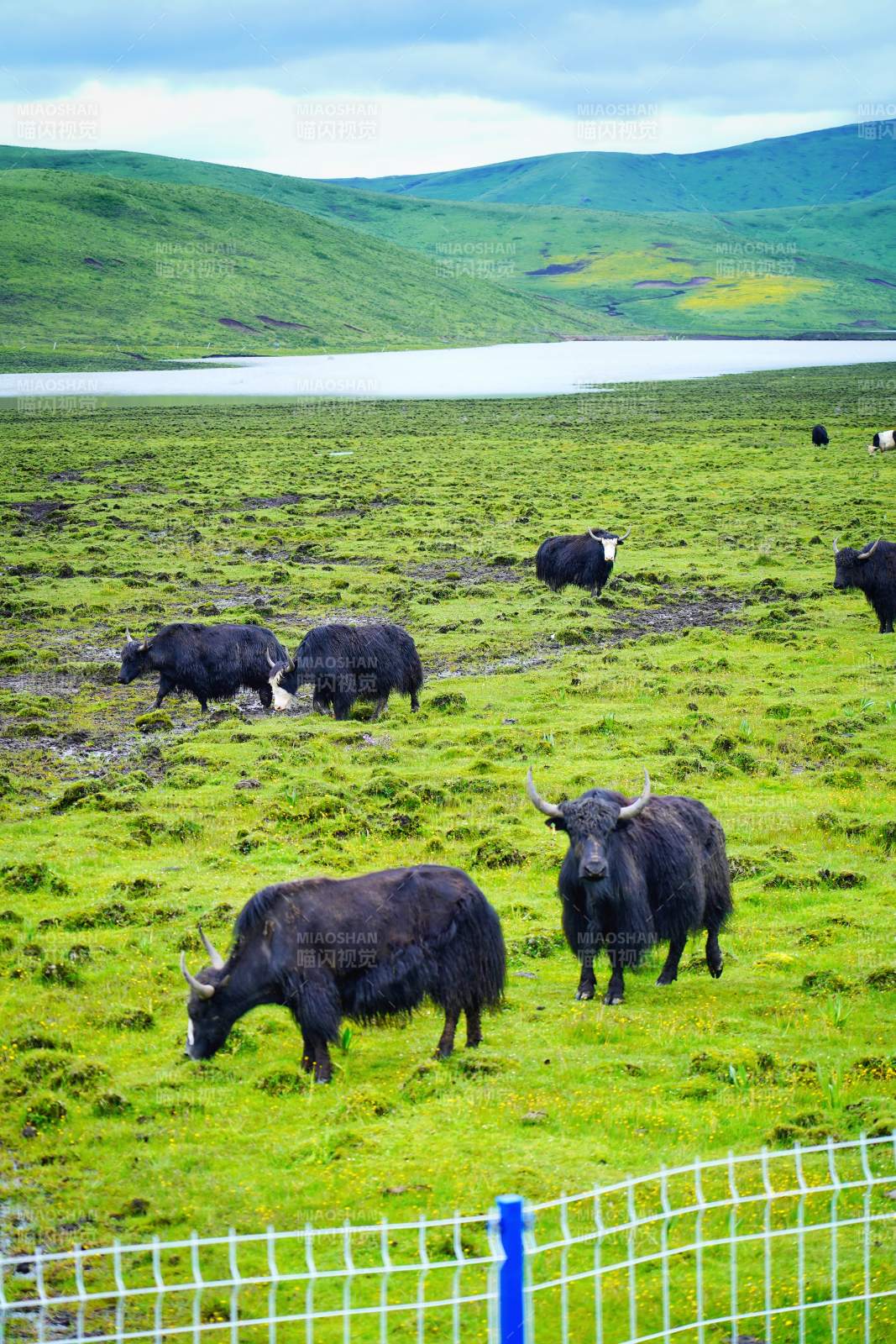 川西高原牦牛悠然觅食图片