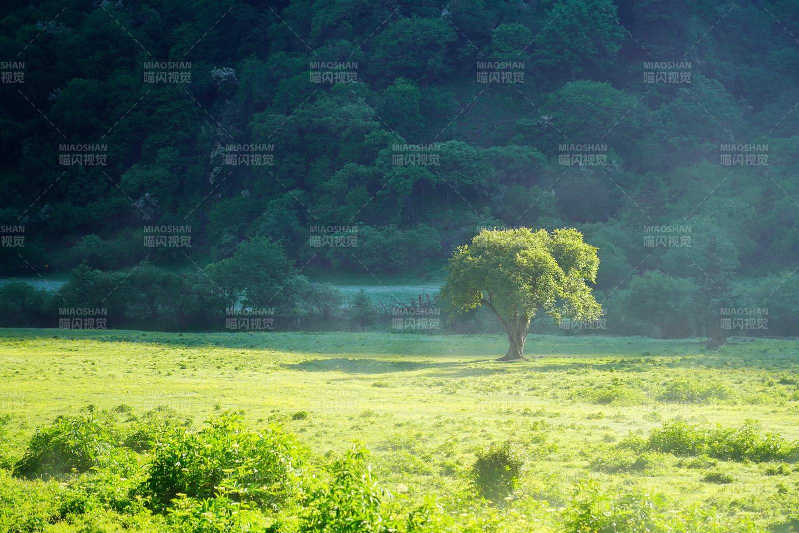 川西孤树绿野图片