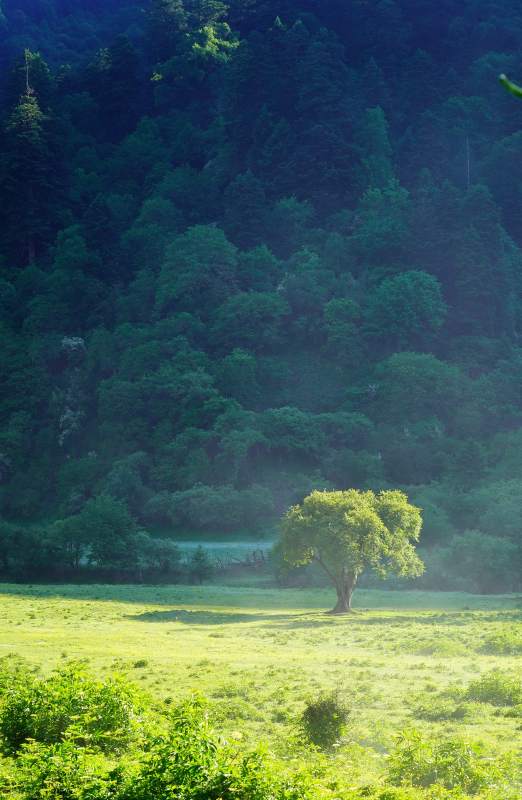 川西孤树绿野晨光中图片