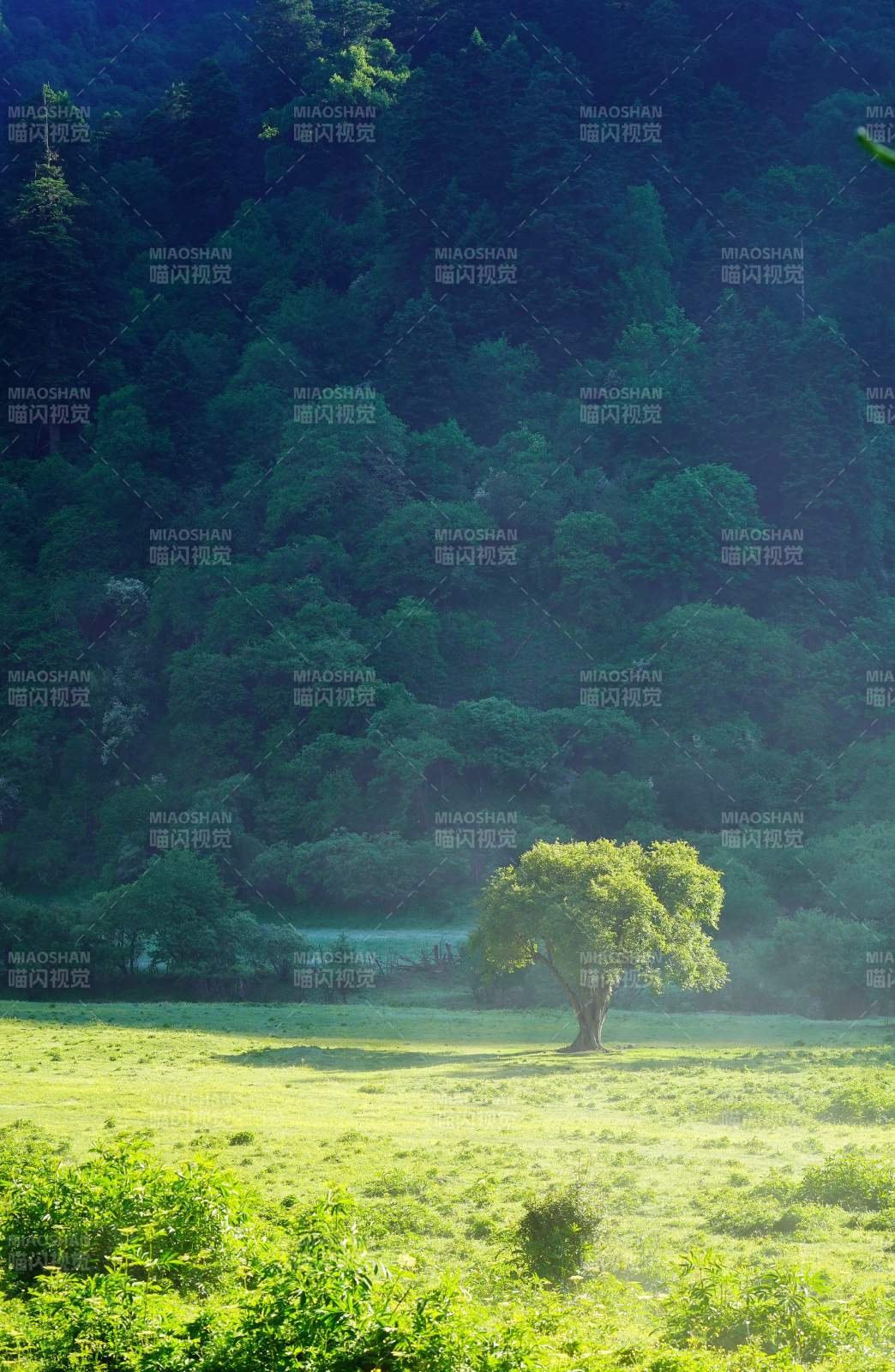 川西孤树绿野晨光中图片