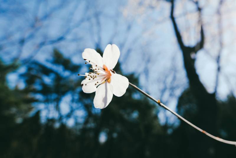 樱花绽放枝头图片