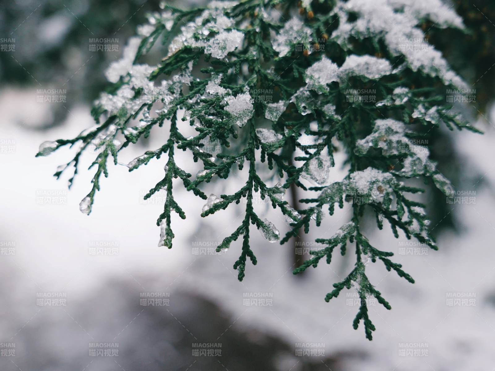 雪覆松枝图片