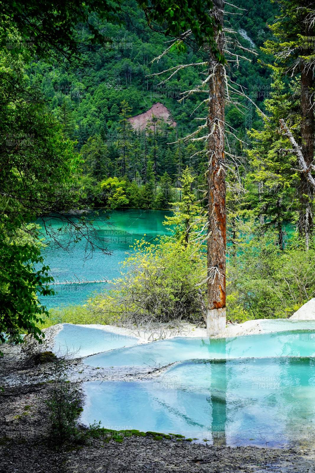 神仙池碧湖林影图片