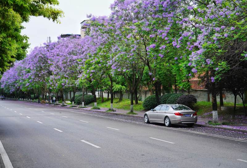 紫花大道春景图片