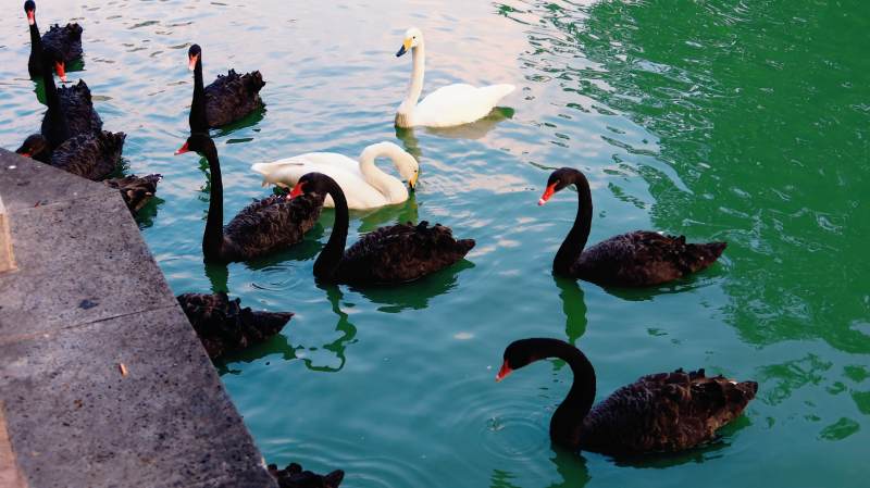 黑白天鹅共游湖图片