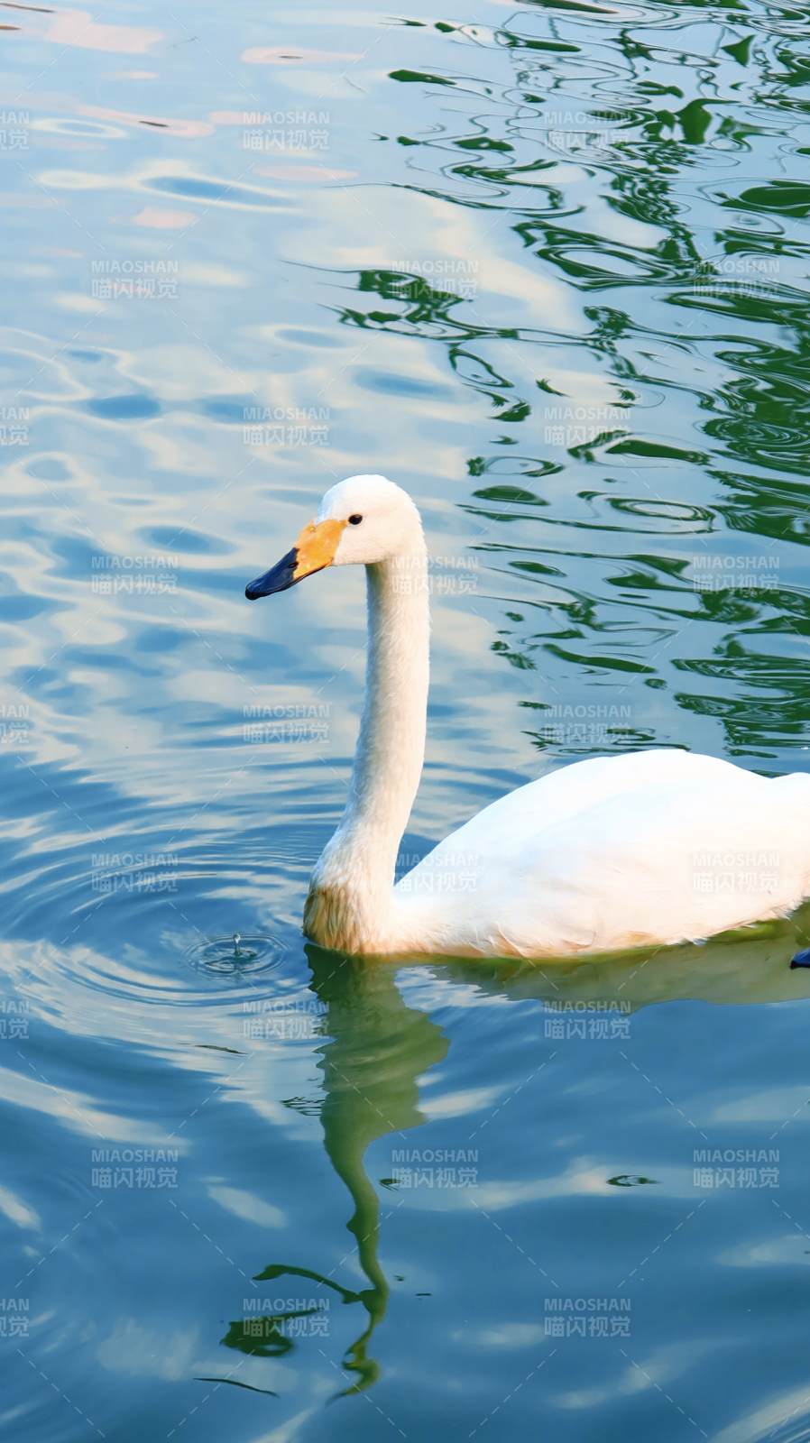 湖上白鹅静游图片