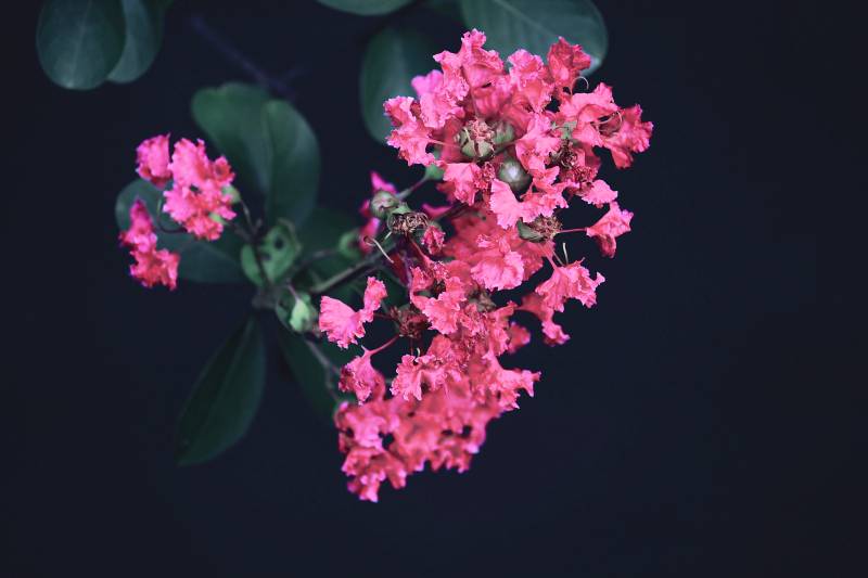 粉红花簇绽放图片