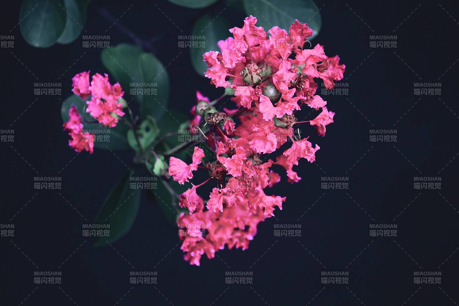 粉红花簇绽放图片