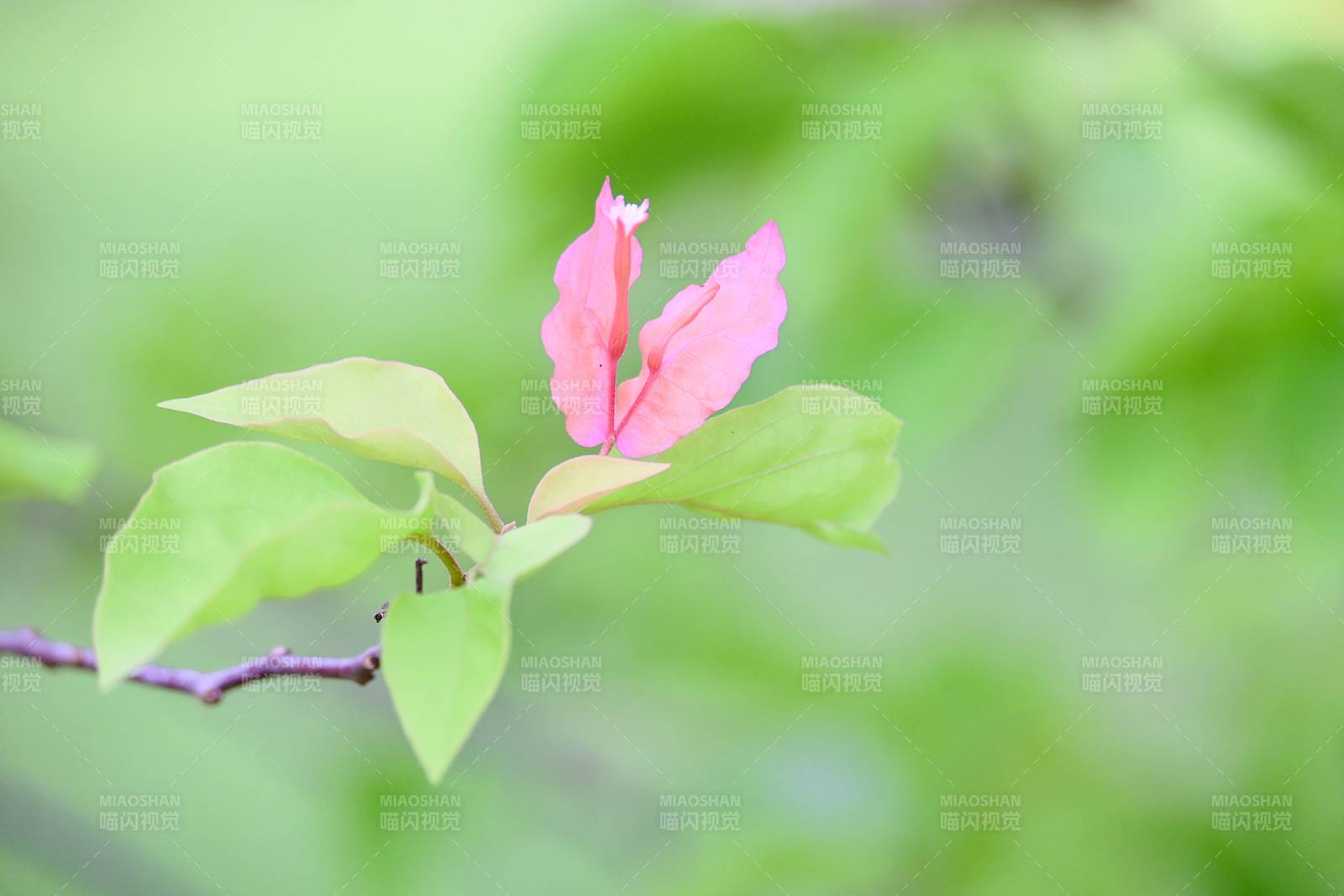 粉花绿叶春意浓图片