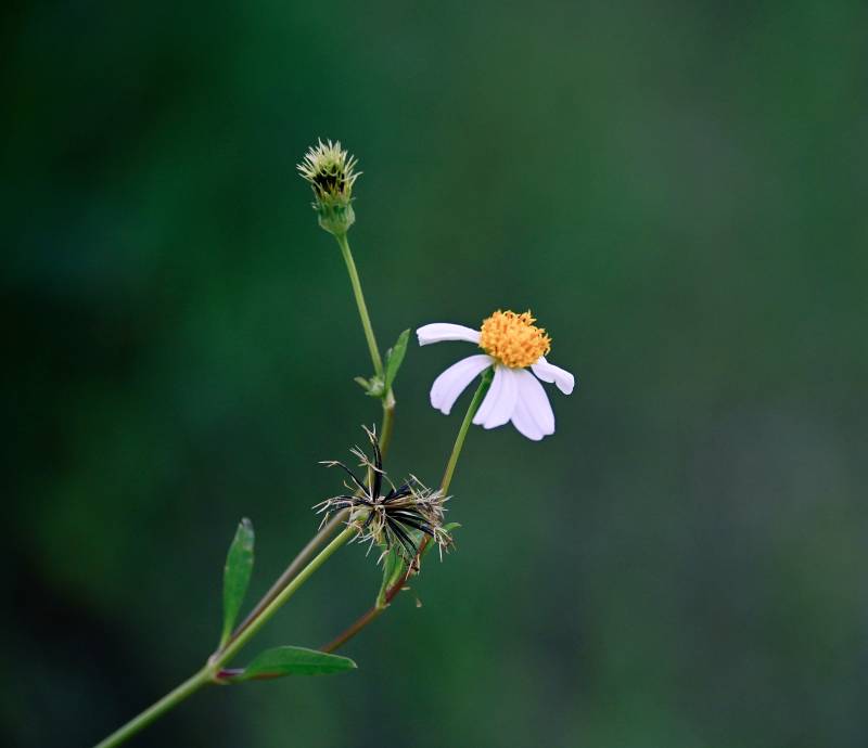 野菊绽放自然美图片