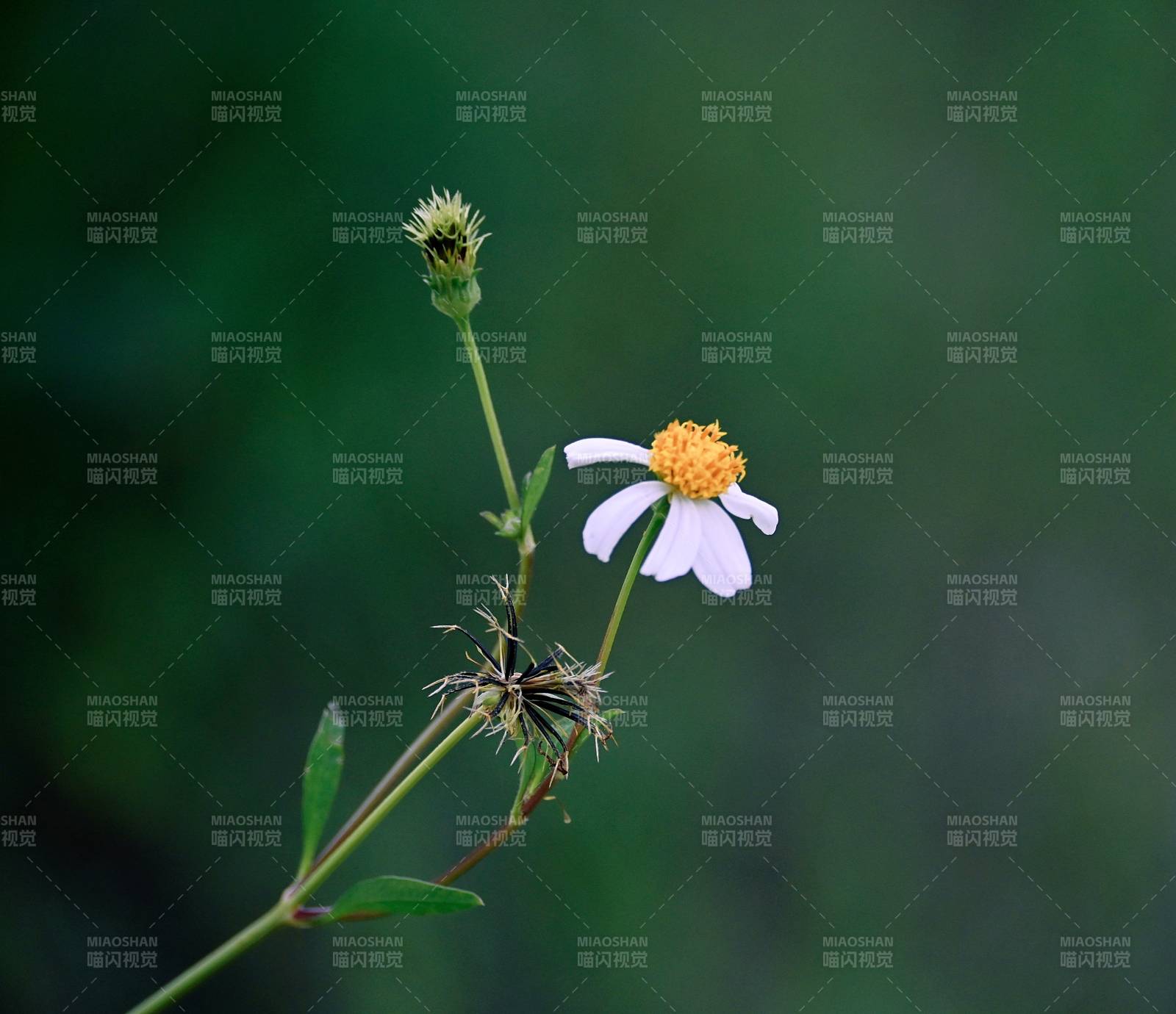 野菊绽放自然美图片