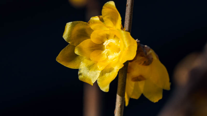 迎春花绽放图片