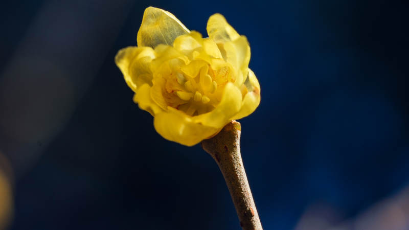 金花绽放枝头图片