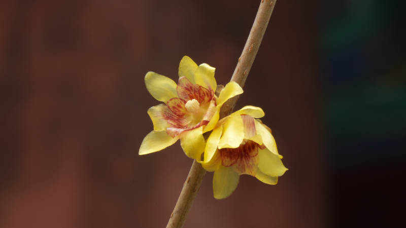 腊梅绽放枝头图片