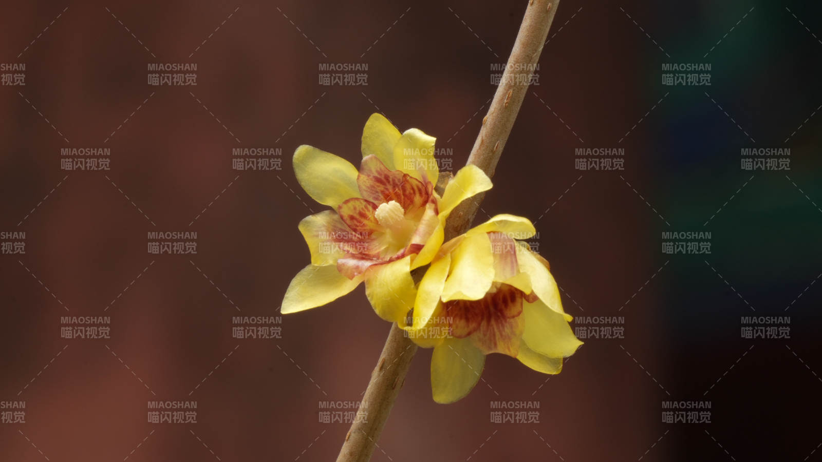 腊梅绽放枝头图片