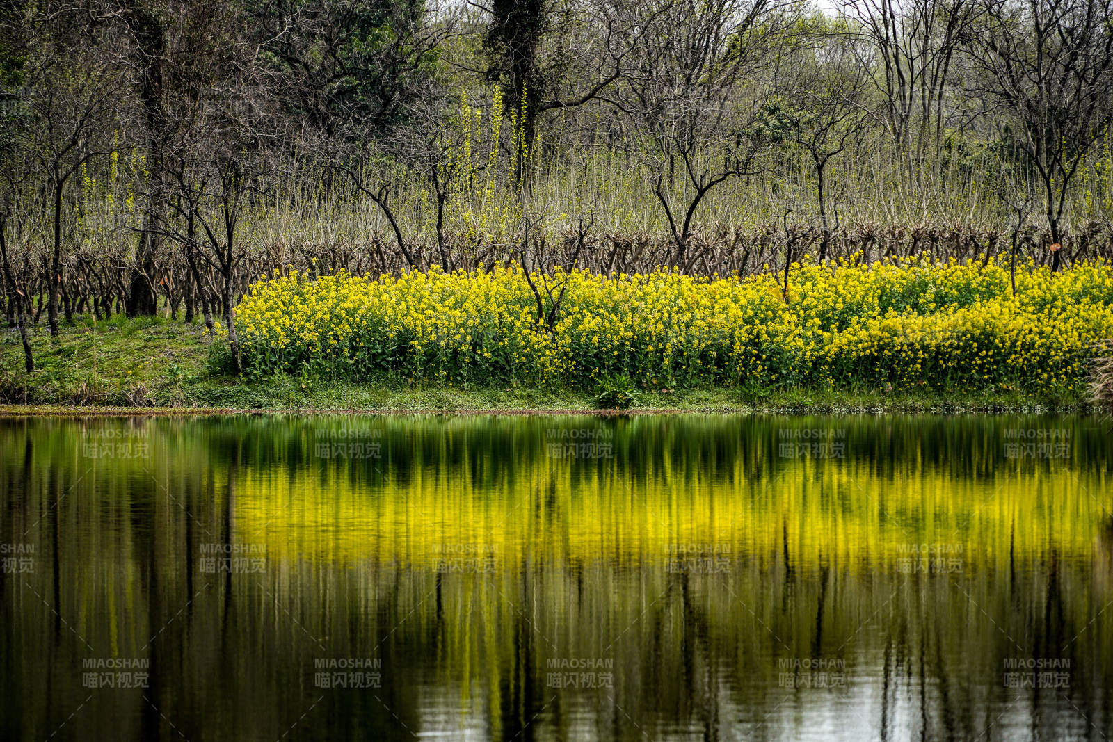 湖畔油菜花盛开图片