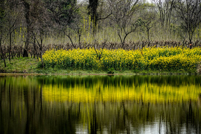 湖畔油菜花盛开图片